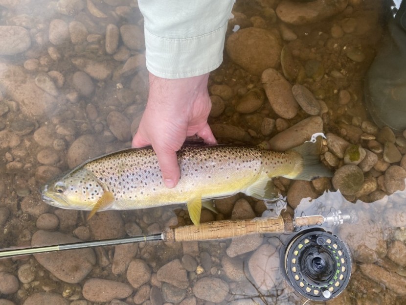 Dan y Parc trout - Philip Bullock